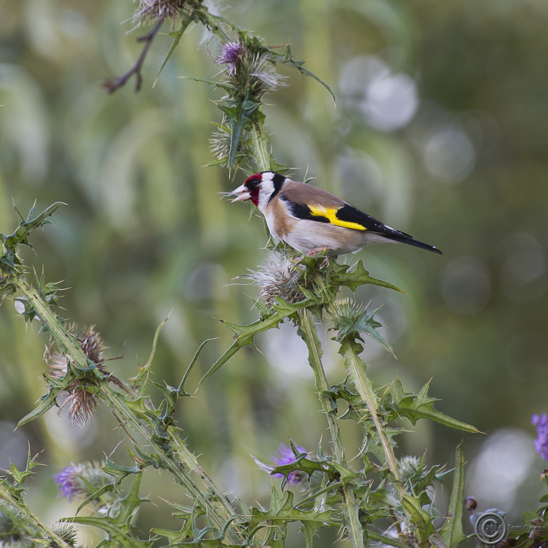 Goldfinch feasting on Thistle seeds at British Sugar Sproughton
