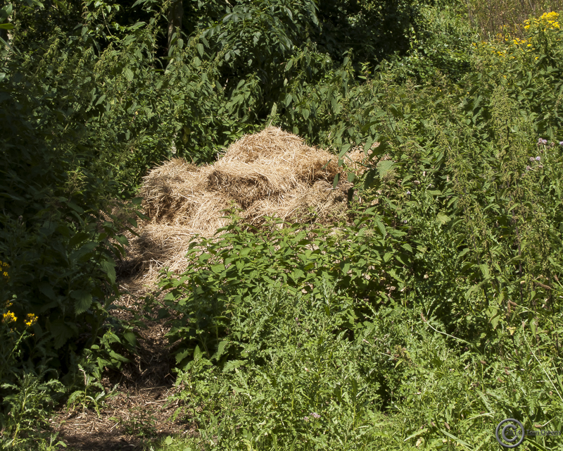 Alpaca_bedding