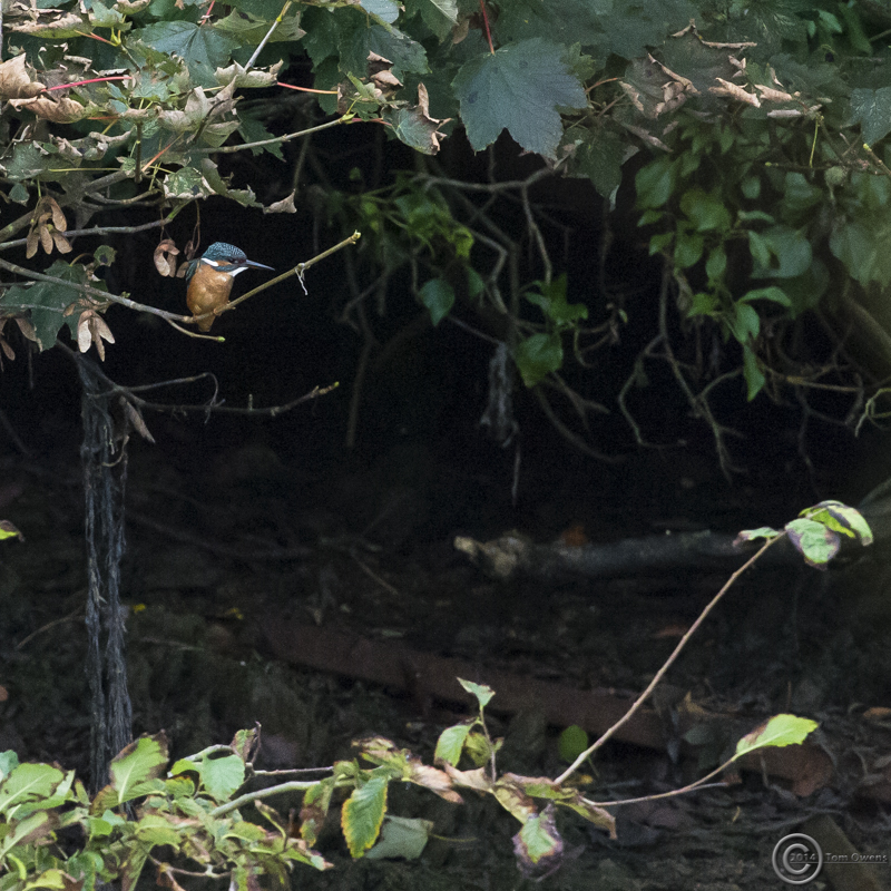 Kingfisher3