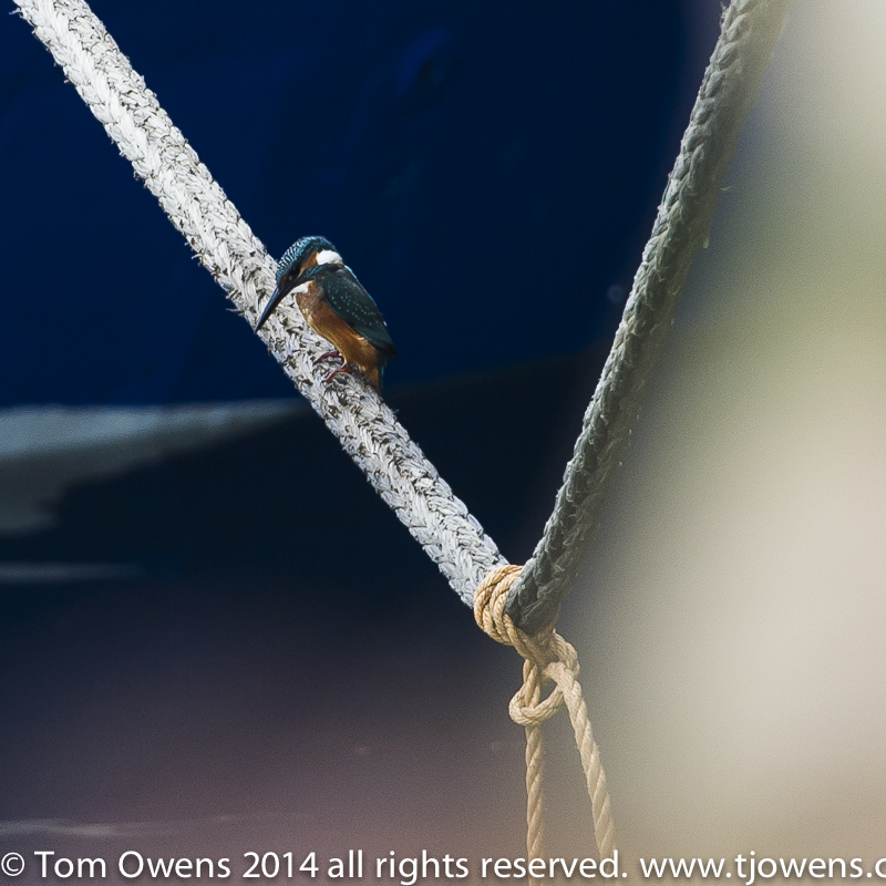 Lily Grace 1/100th F6.3 550mm