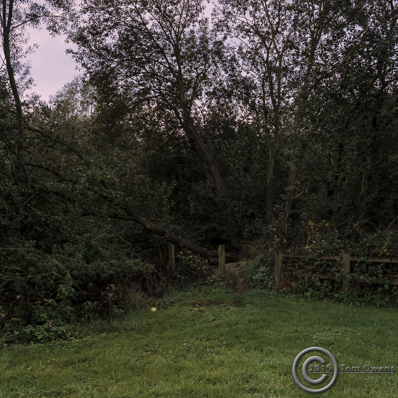 Woodland path at the edge of the rat