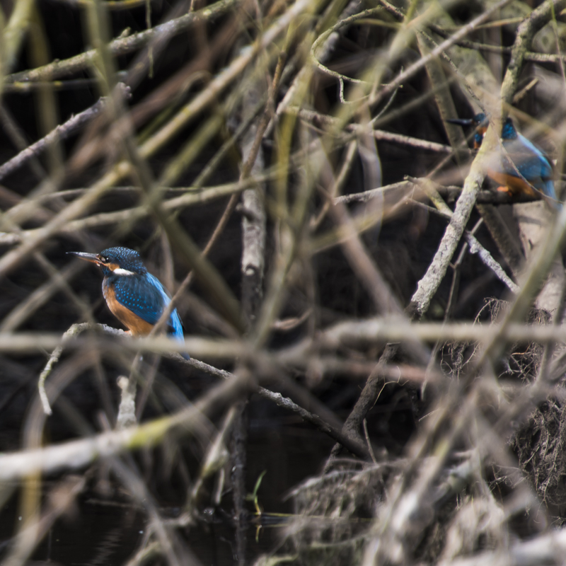 Coltishall Pair