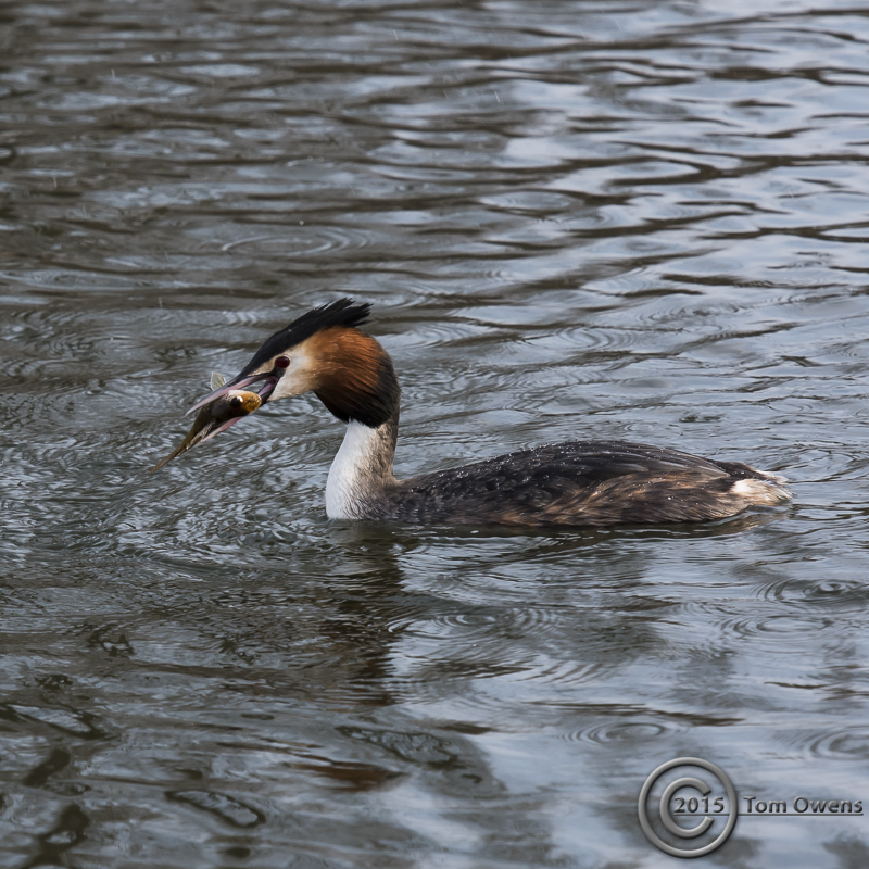 Grebe with freshly caught Perch. River Bure.