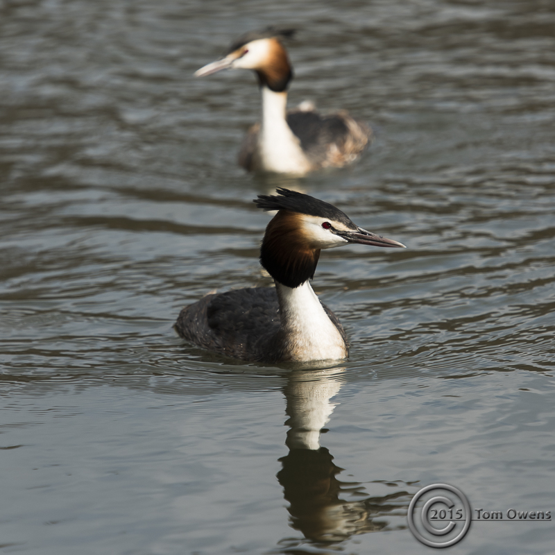 Grebe