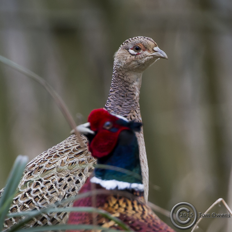 Norfolk Pheasant Hen