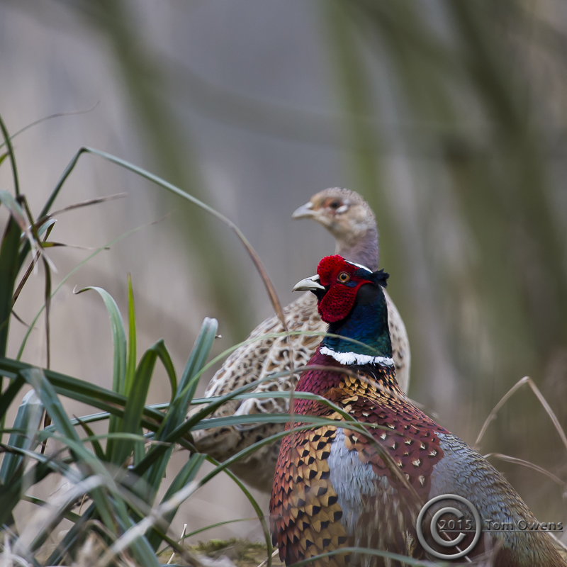 Norfolk Pheasant Pair