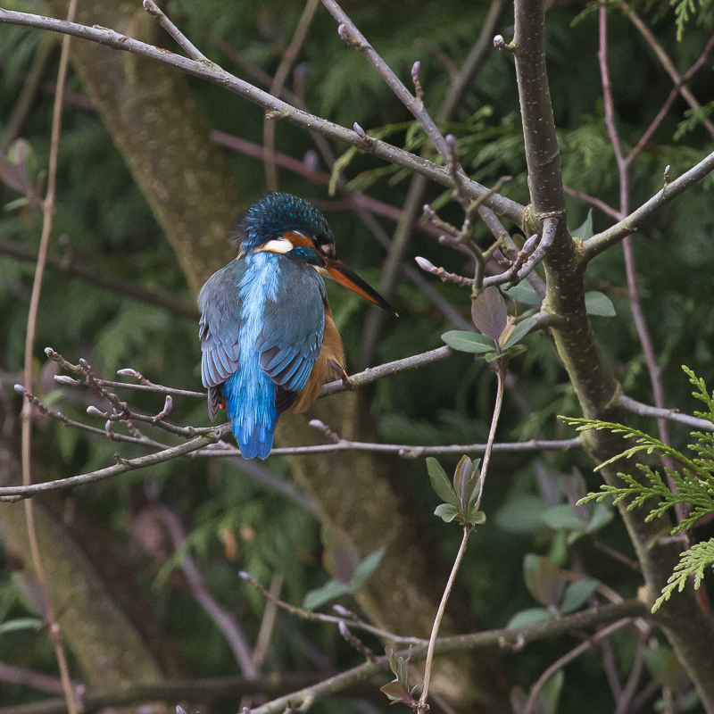 Wroxham Female about to fish