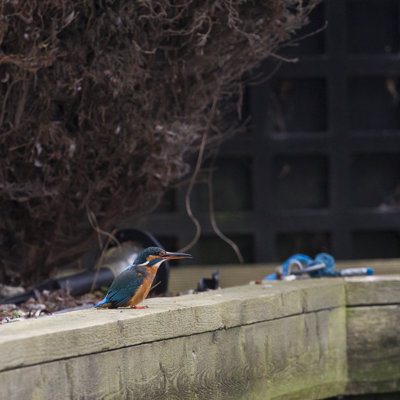 Wroxham Female swallowing fish