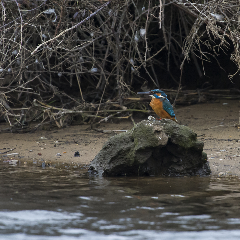 Coltishall Male Regurgitated fish