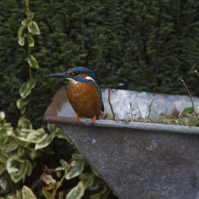 Coltishall Male Wheelbarrow