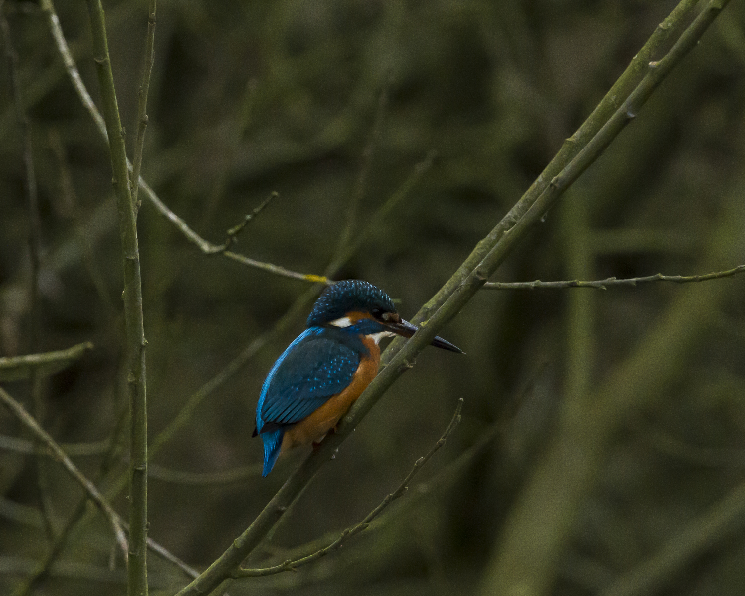 Wroxham Village Male just before Eclipse