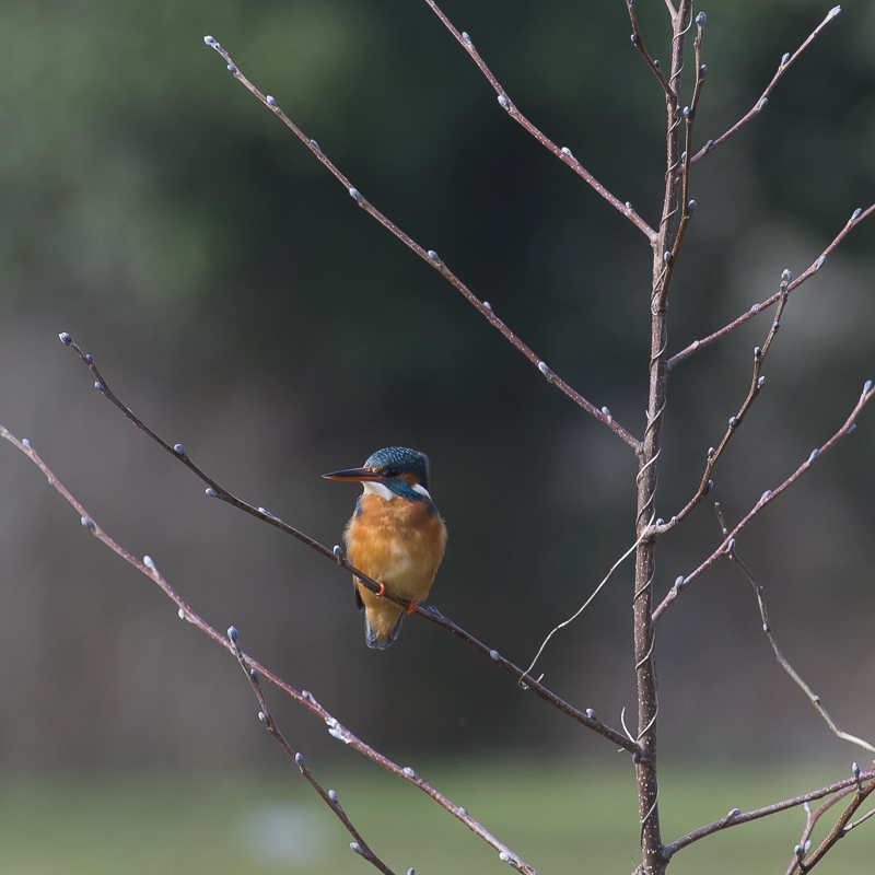 Coltishall Female full sun
