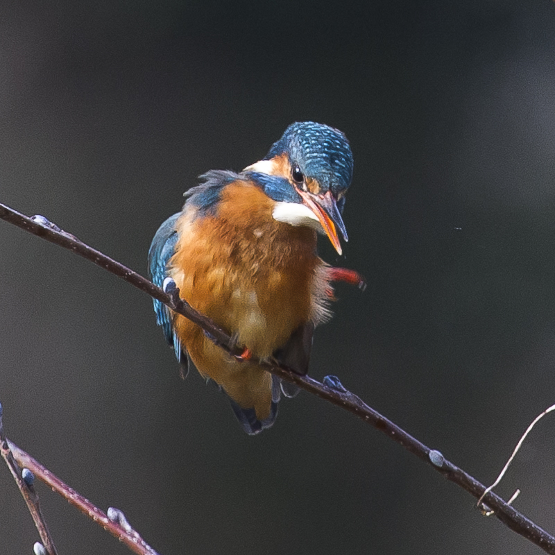 Coltishall Female Itching