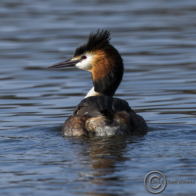 Grebe 2