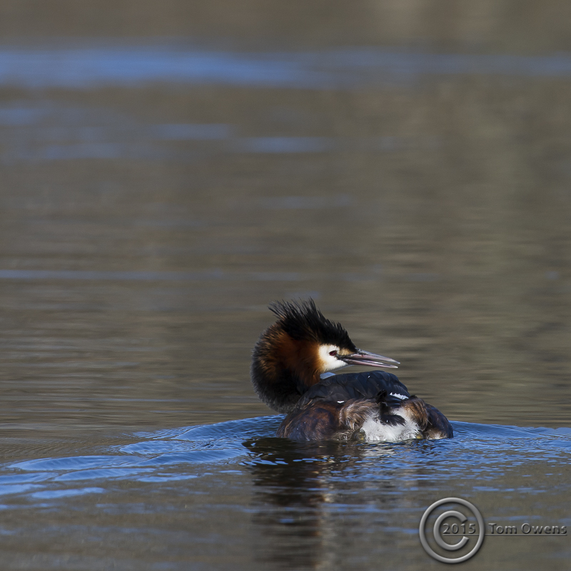Grebe 3