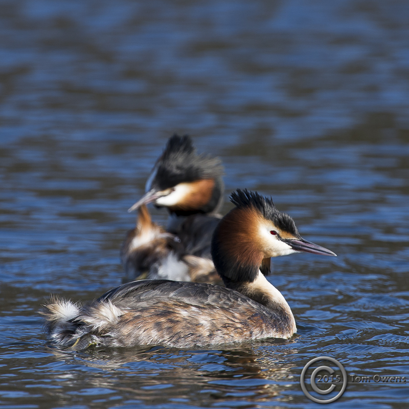 Grebe 4