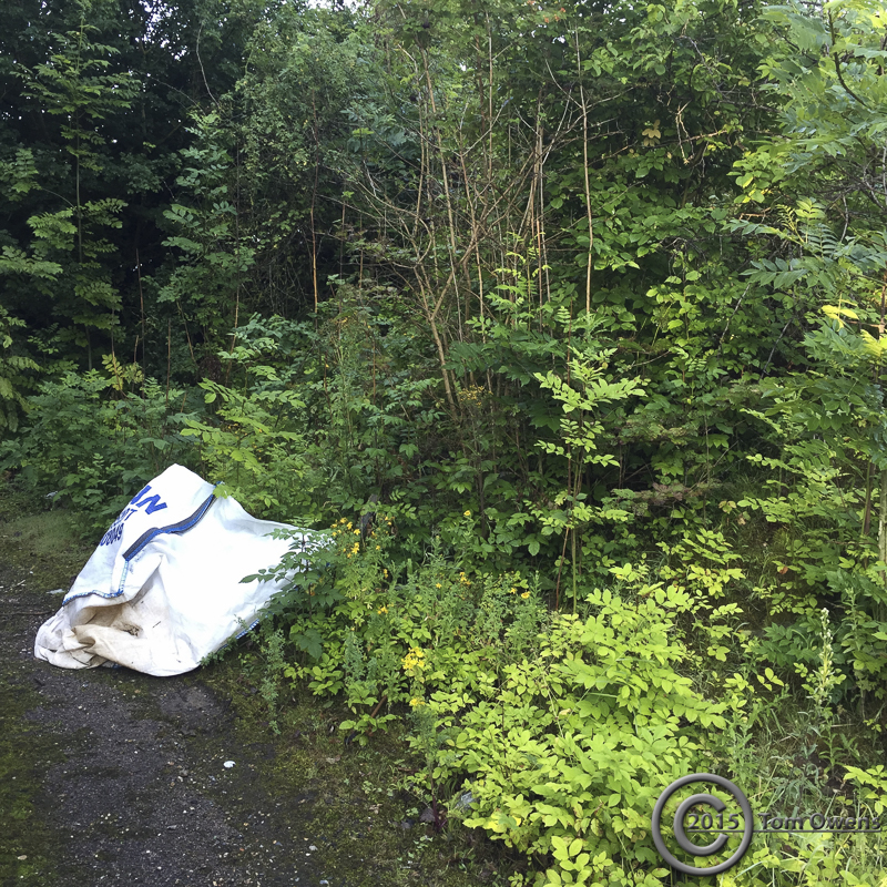 Cornus, Sproughton 31st July 2015