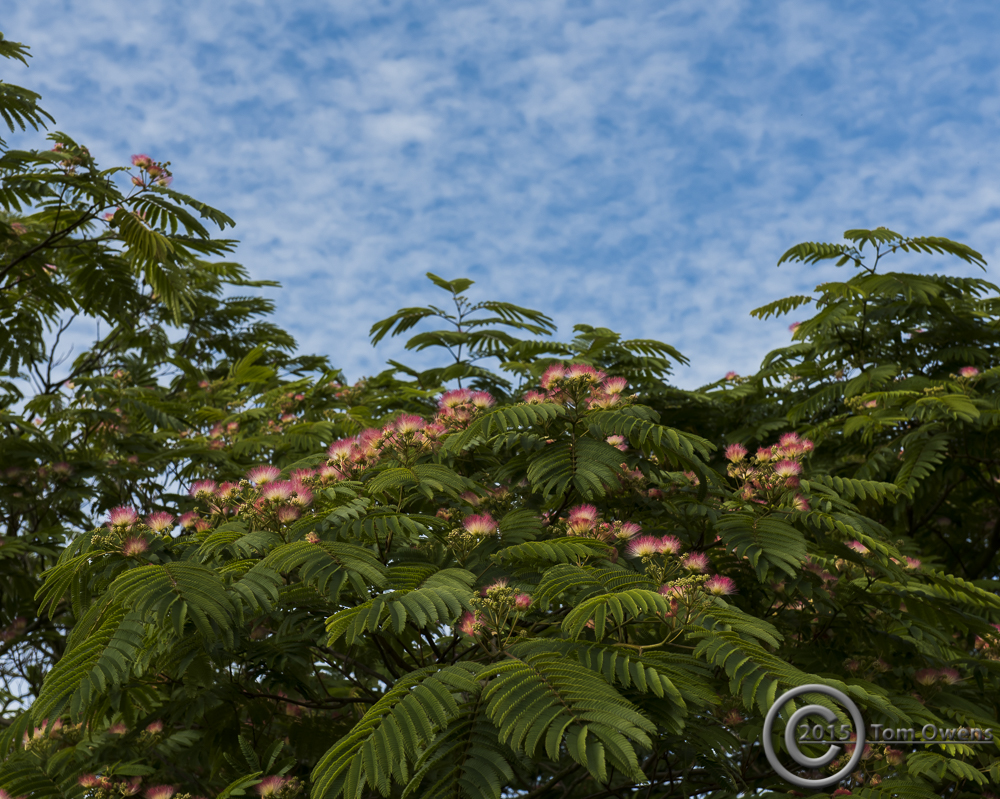 Blossom from a normal eye height