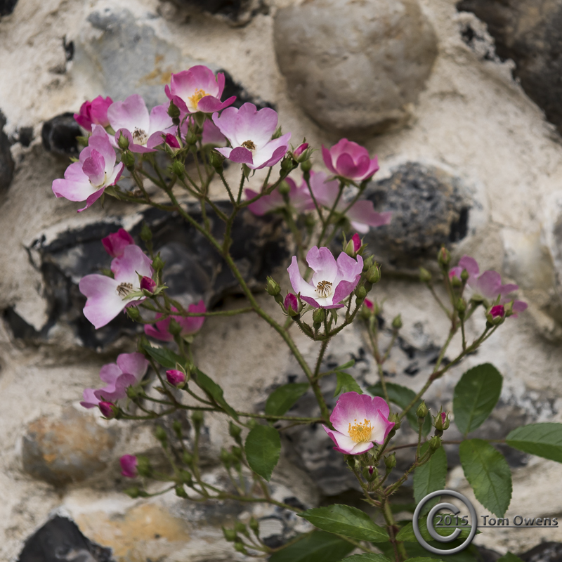 An old rose