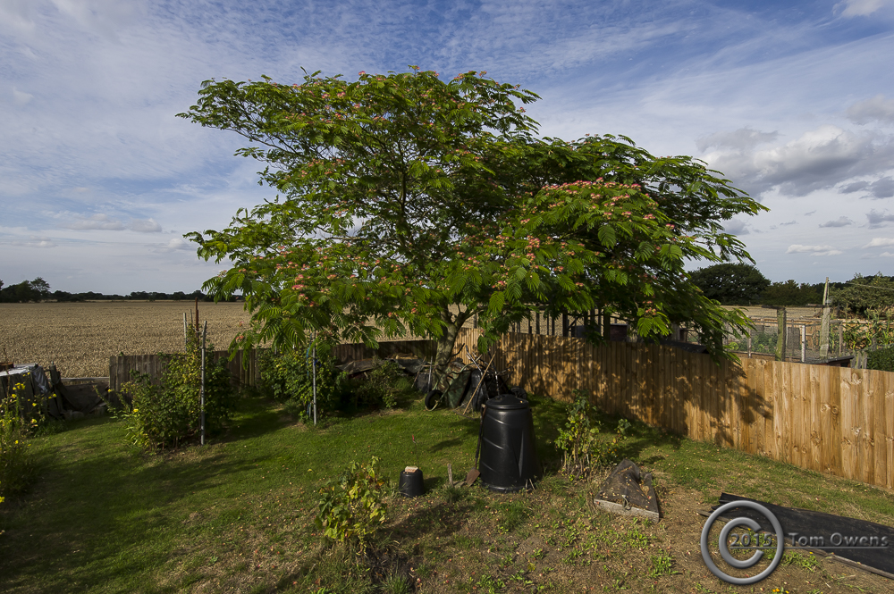 Mimosa Tree, Harkstead