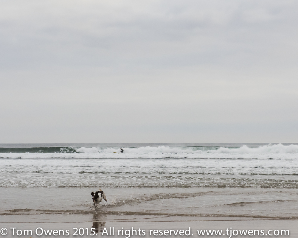 Spaniel and surfer