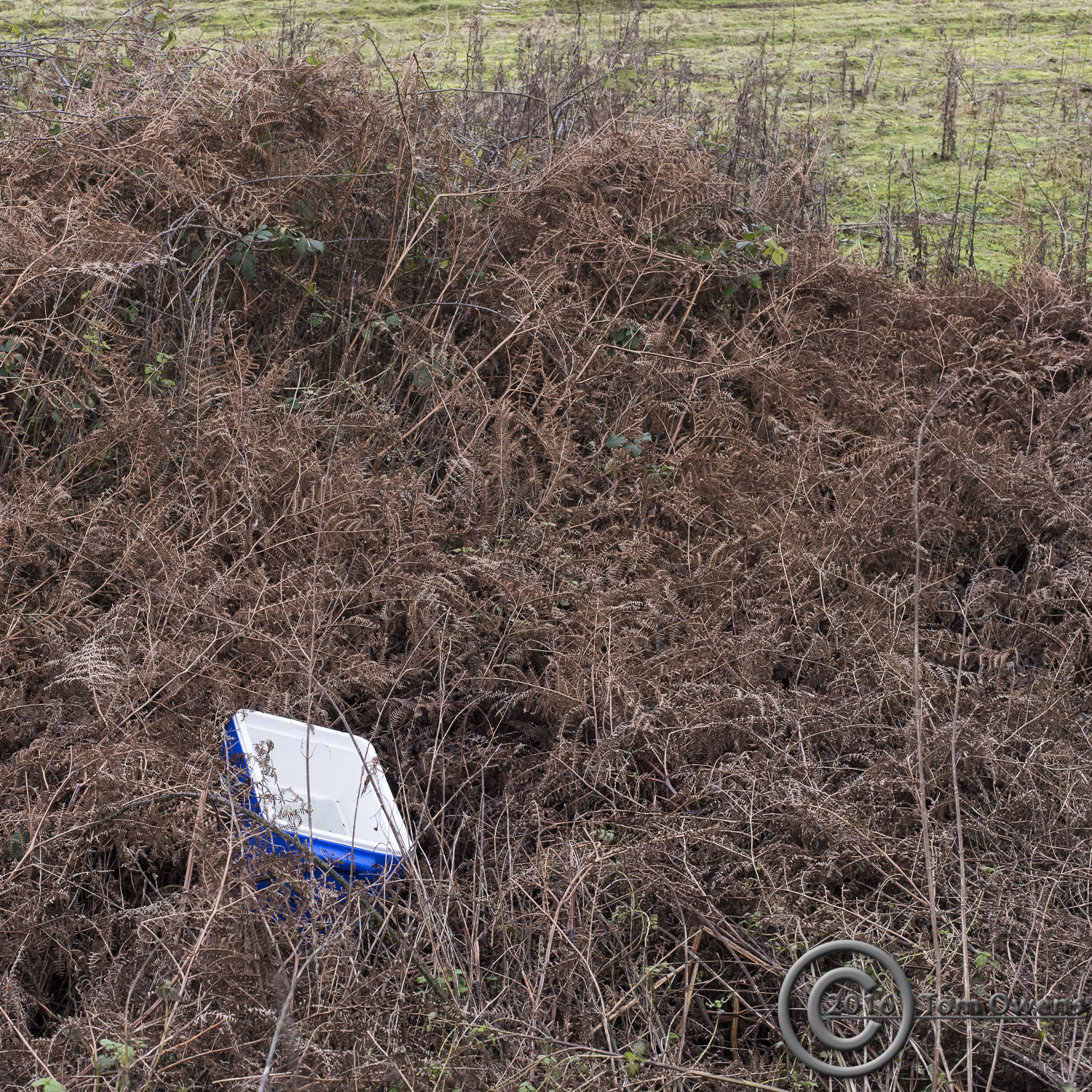 Cold box in bracken