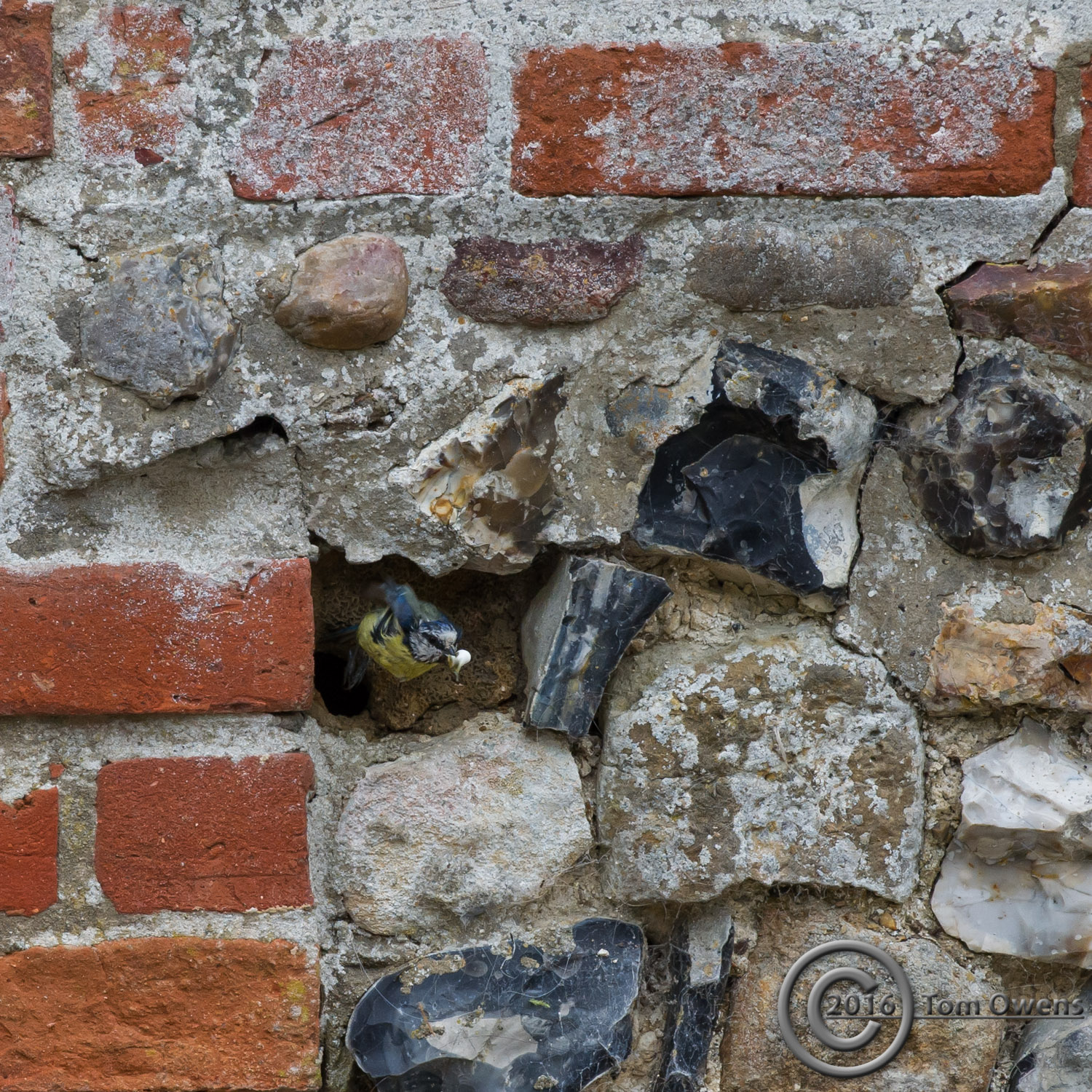 Blue Tit cleaning out the toilet