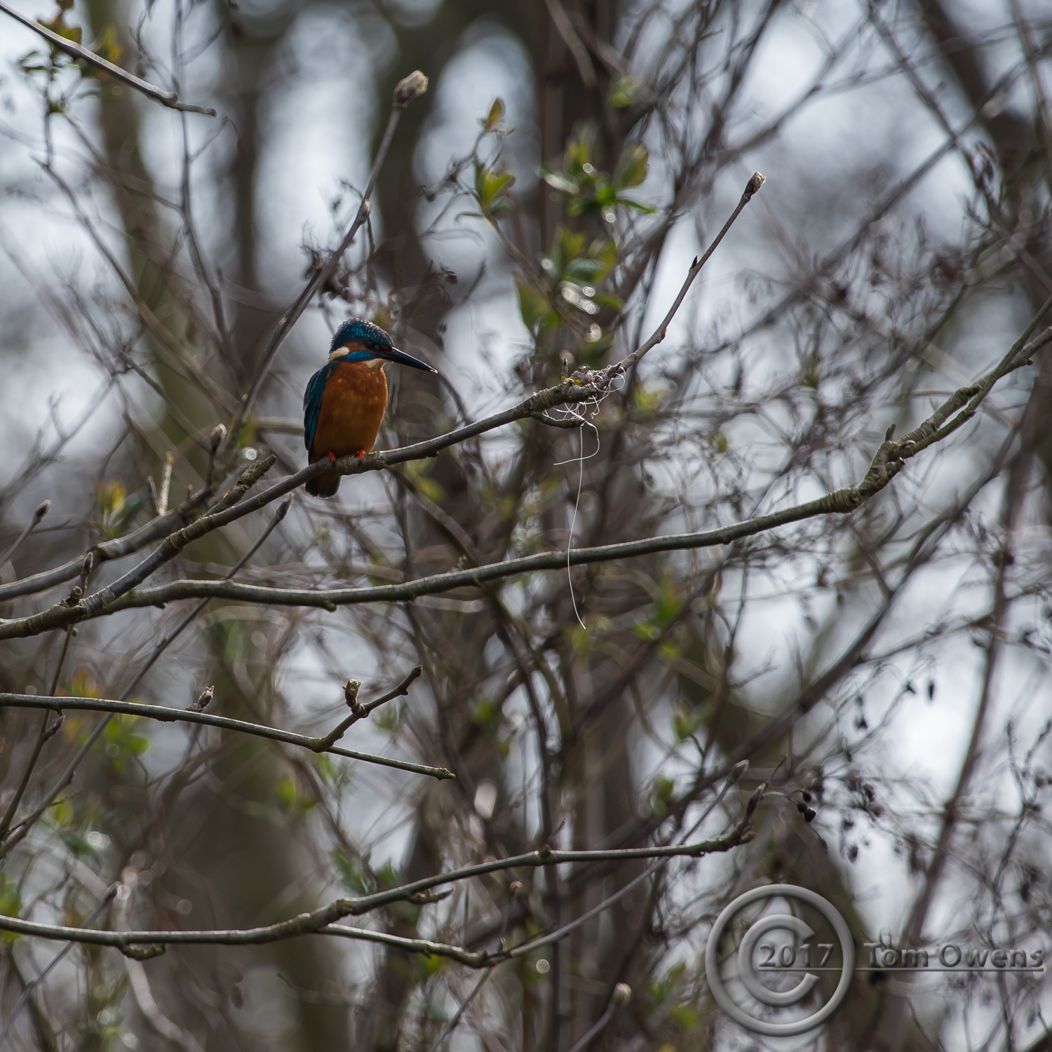 Male Kingfisher and discarded monofilament