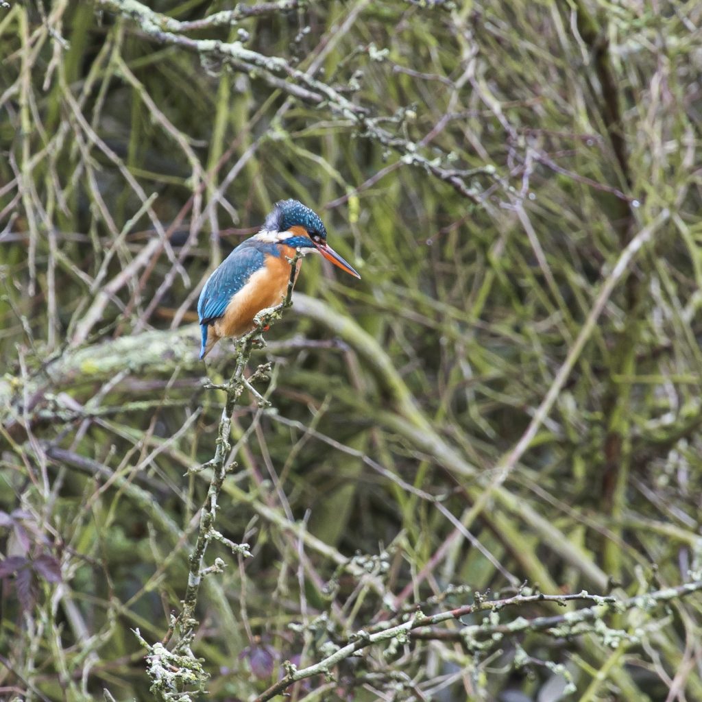 Female Kingfisher