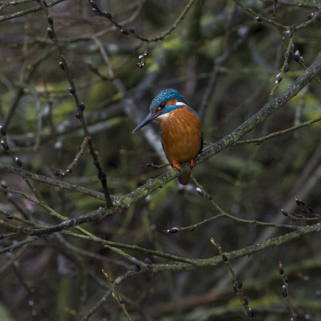 Male KIngfisher