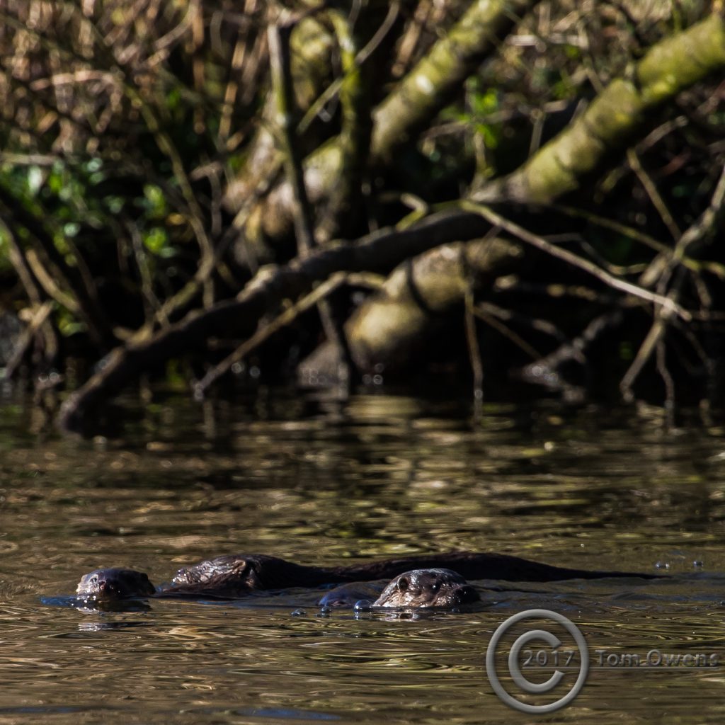 Three Otter cubs swimming