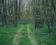 An Industrial Landscape