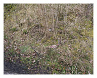 Edglelands Large Format