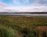 Estuarine Mud